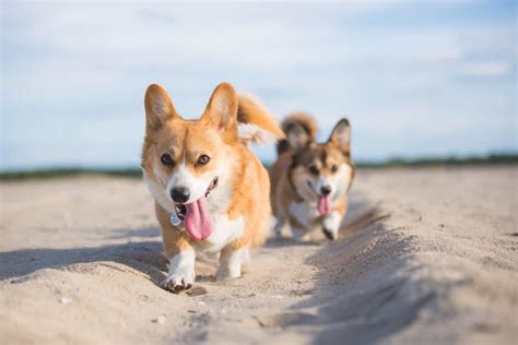 We raise our Cardigan Welsh Corgis in the home with love, devotion, and dedication to the breed. . Corgi breeders in north carolina